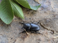 Lucanus mazama