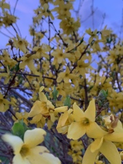 Forsythia × intermedia
