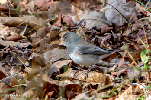 Slate-colored Junco photographed in Arkansas