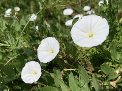 Convolvulus arvensis