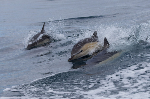 Common Dolphin