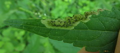 Calycomyza verbenae