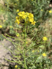 Sisymbrium loeselii