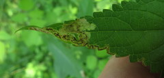 Calycomyza verbenae