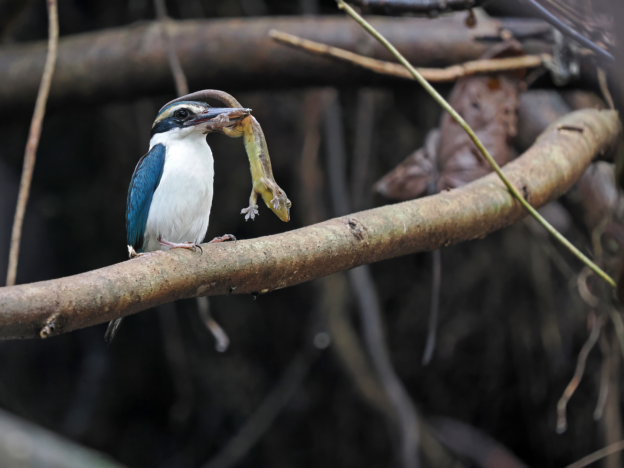 Pacific Kingfisher (Todiramphus sacer), photo 4