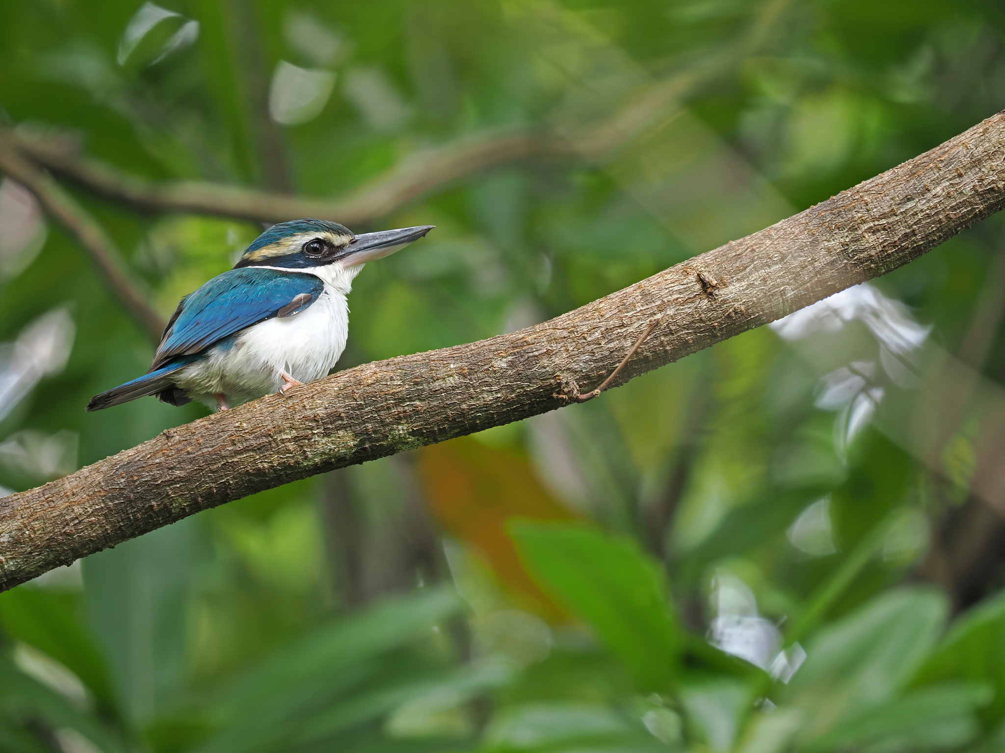 Pacific Kingfisher (Todiramphus sacer), photo 2