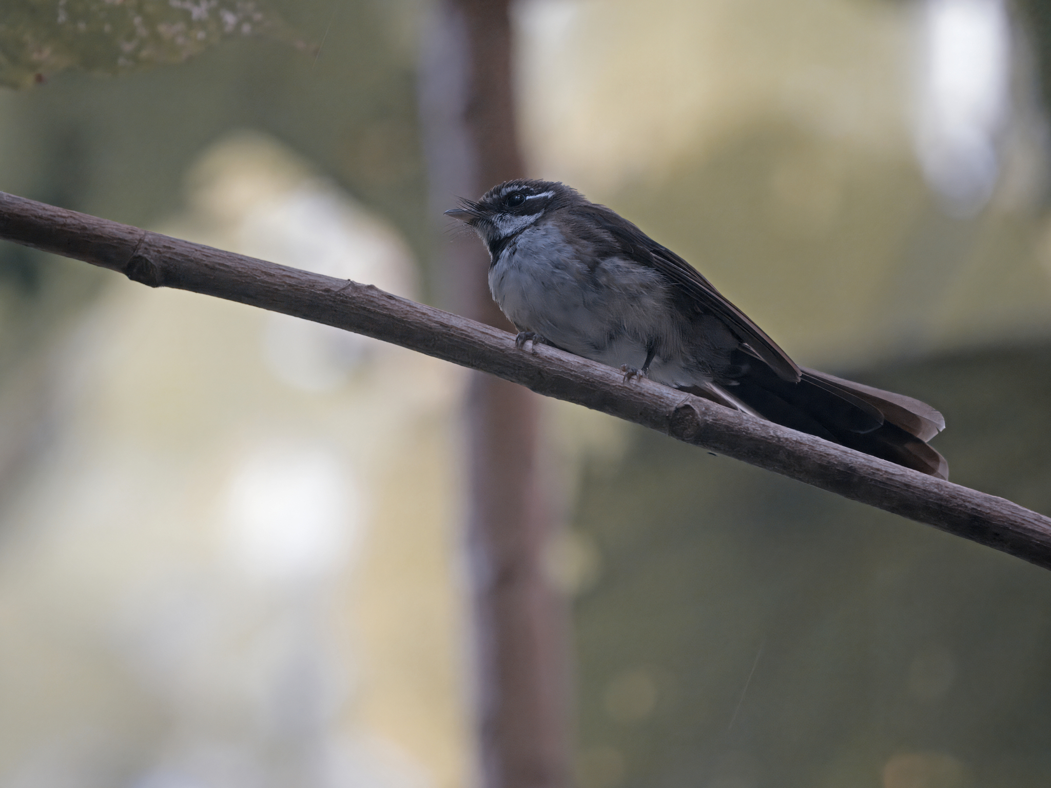 Kadavu Fantail (Rhipidura personata), photo 1