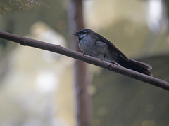 Kadavu Fantail photo 3
