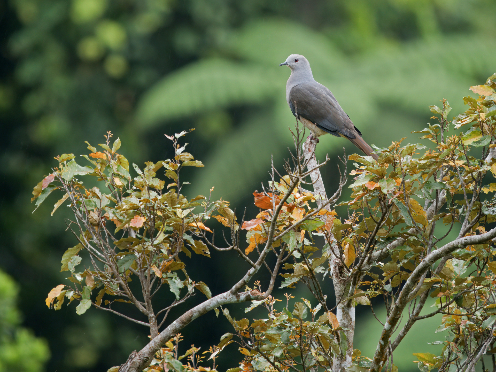 Barking Imperial Pigeon (Ducula latrans), photo 2