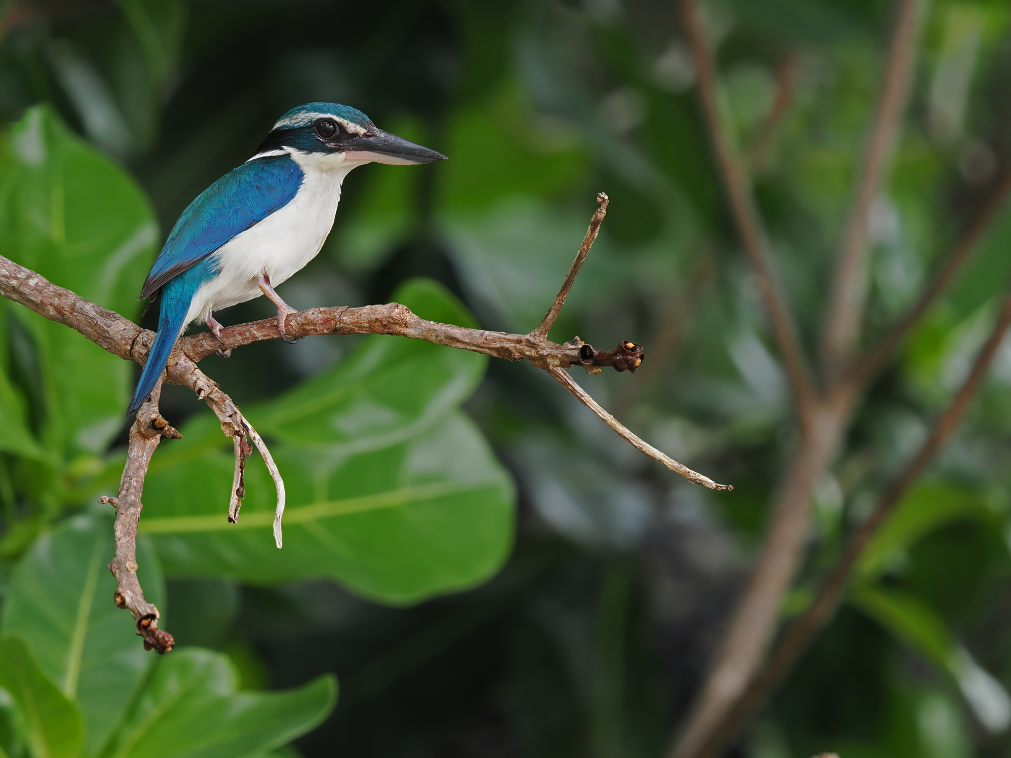 Pacific Kingfisher (Todiramphus sacer), photo 3