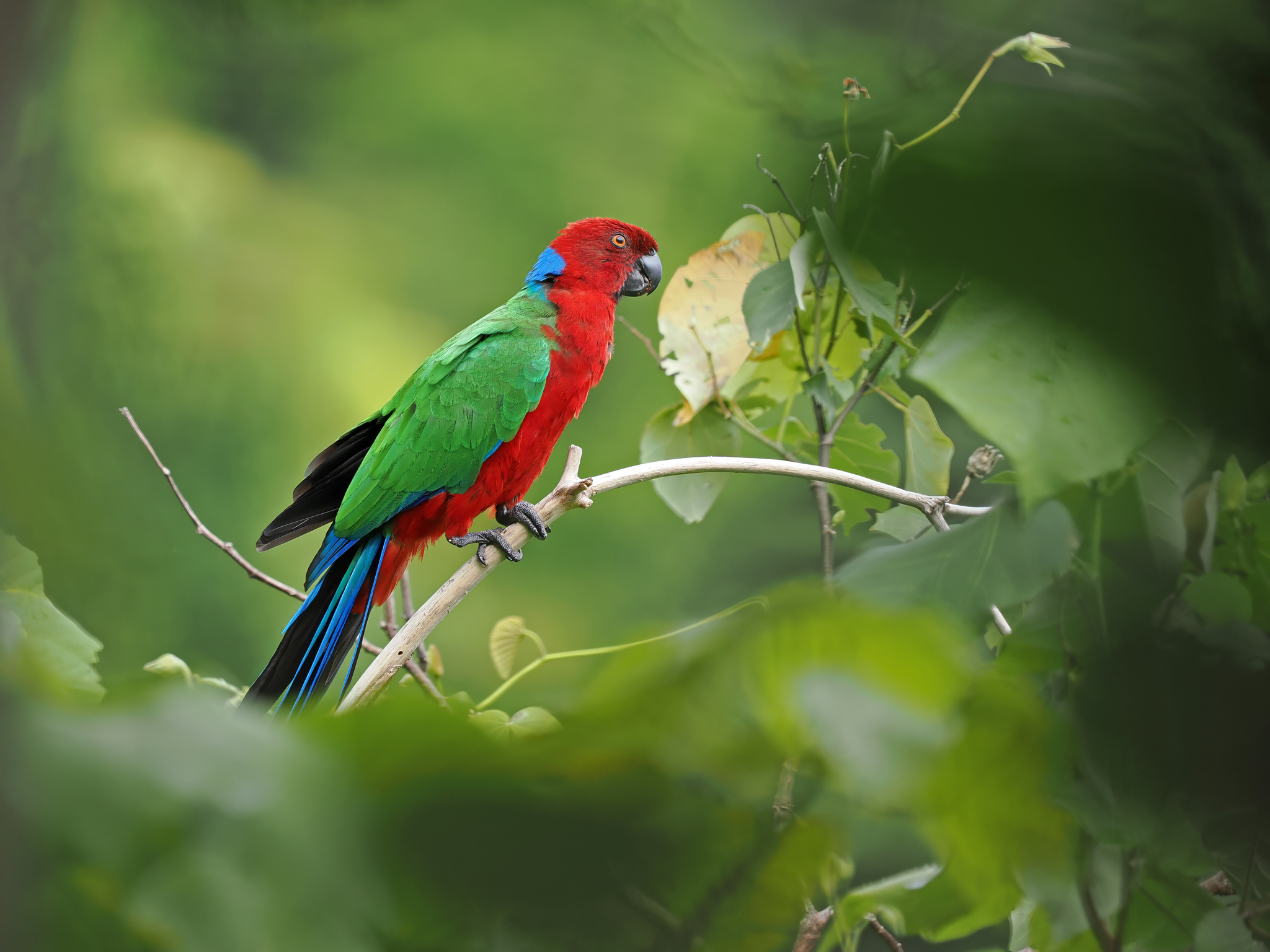Crimson Shining Parrot (Prosopeia splendens), photo 1