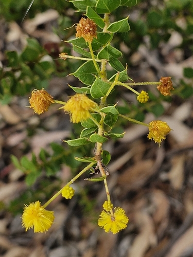 Grubpod Wattle (Acacia piligera)
