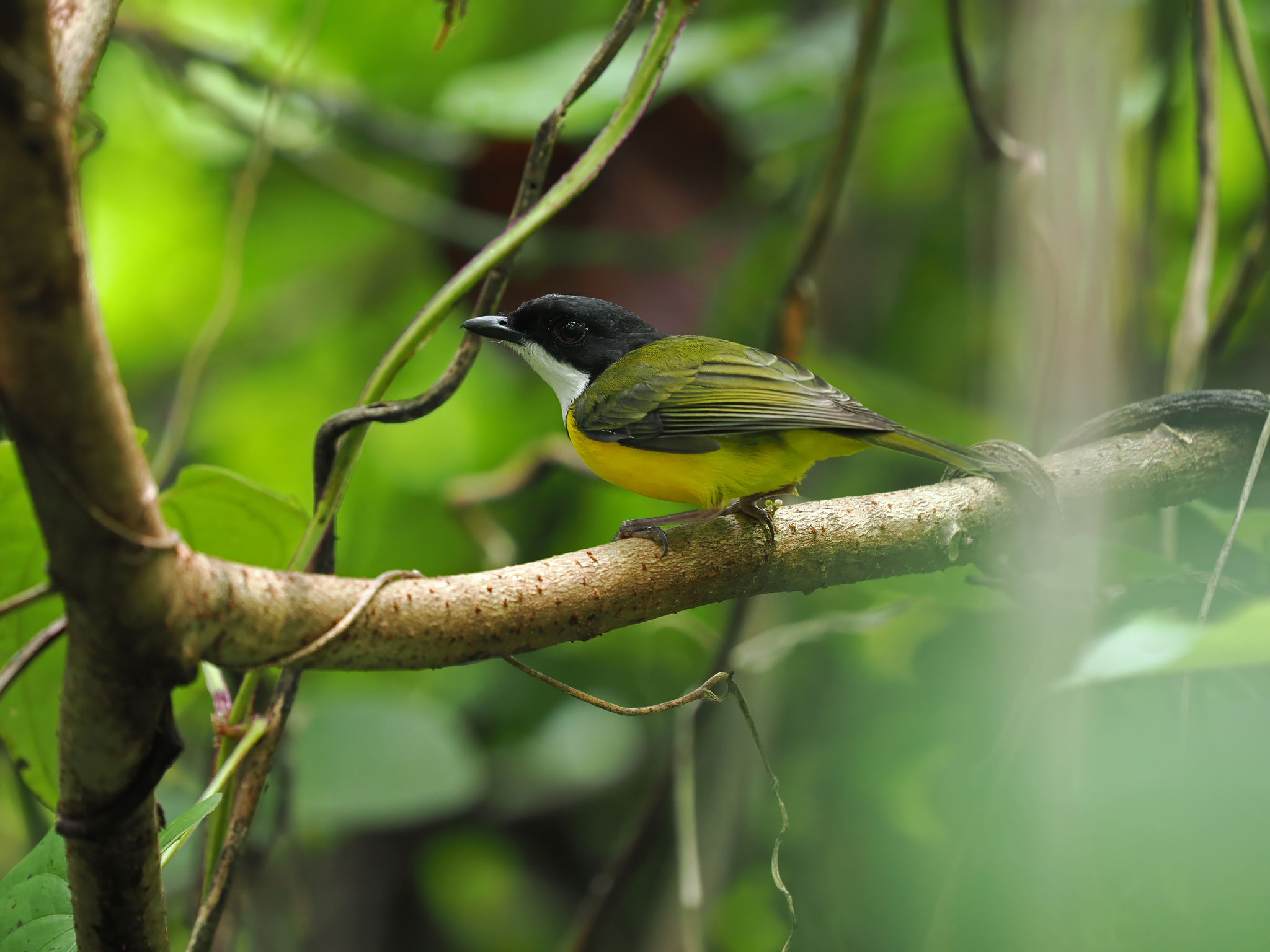 White-throated Fiji Whistler (Pachycephala vitiensis), photo 2