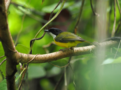Fiji Whistler photo 1