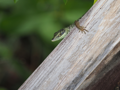 Viti Slender Treeskink
