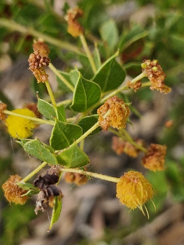Image of Acacia piligera by (c) ronavery, some rights reserved (CC BY)