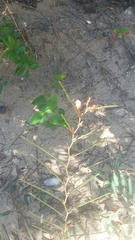 Chamaecrista flexuosa
