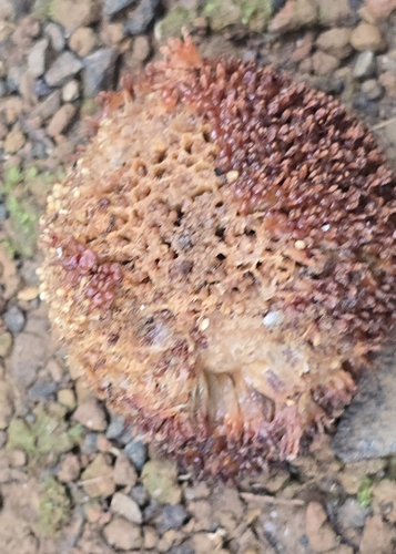Foto de Cadamomo