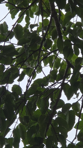Foto de Cadamomo
