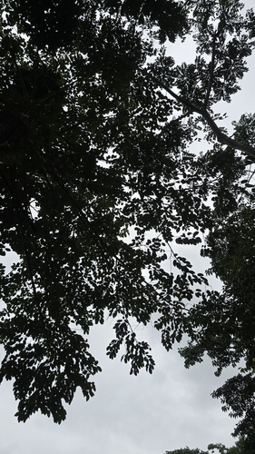 Foto de Cadamomo