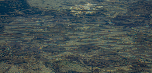 Herklotsichthys lossei observed 2024-03-16