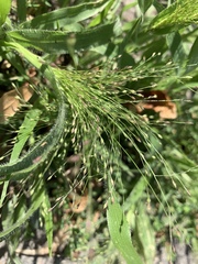 Panicum capillare