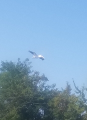 Pelecanus erythrorhynchos