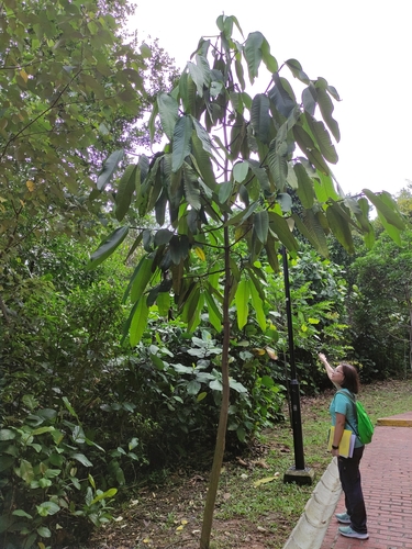 Pear mangosteen (Garcinia nervosa)