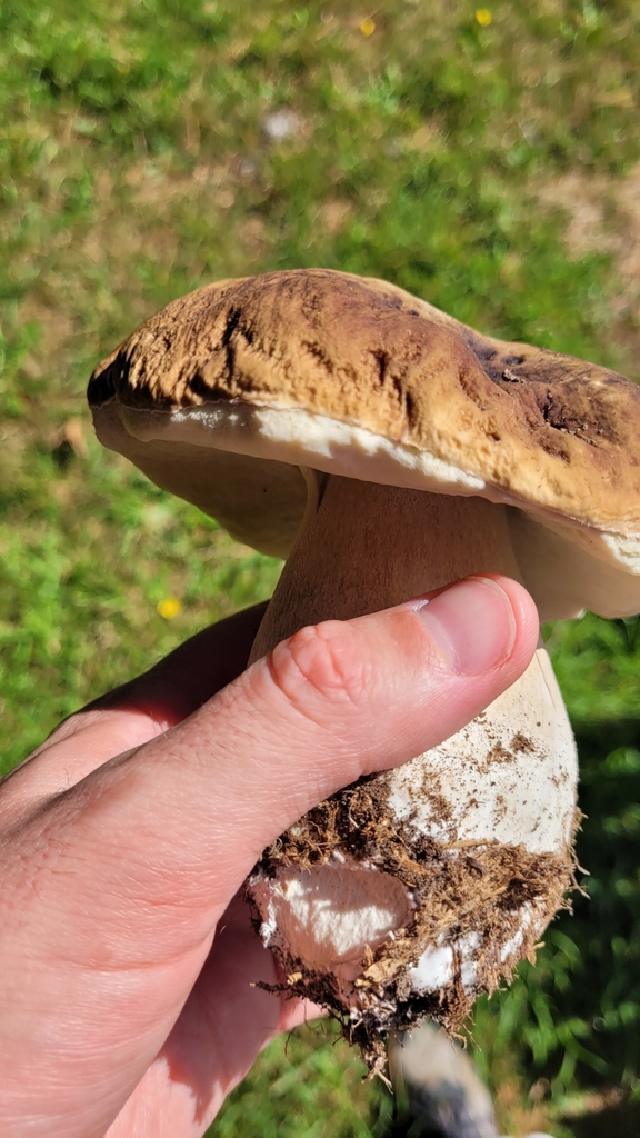 Boletus edulis · January 2025 · photo: © eyrezer (iNaturalist, cc-by)