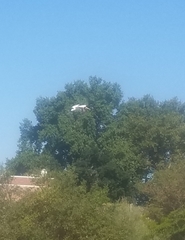 Pelecanus erythrorhynchos