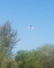 Pelecanus erythrorhynchos