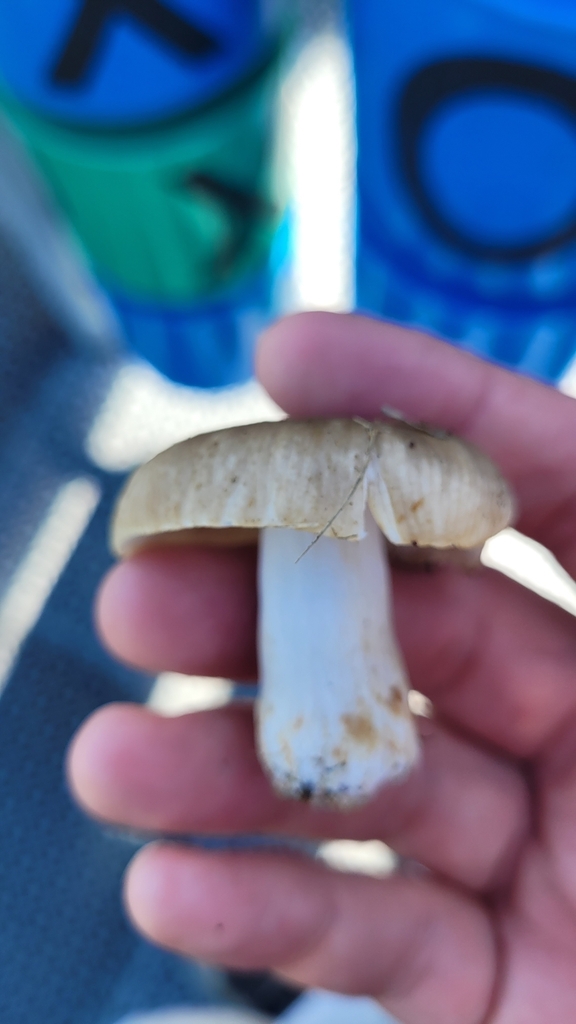 Russula amoenolens · January 2025 · photo: © eyrezer (iNaturalist, cc-by)