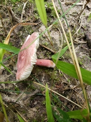 Russula subtilis