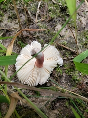 Russula subtilis