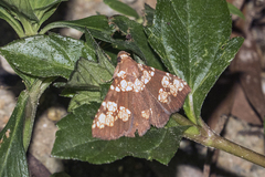 Saroba pustulifera