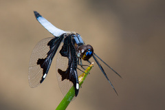 Palpopleura portia