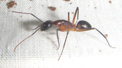 Camponotus sexpunctatus