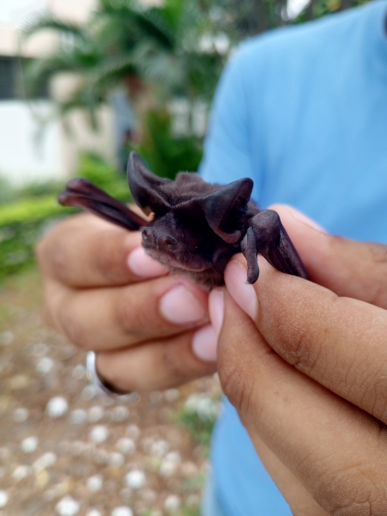 Wilson's Bonneted Bat
