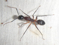 Camponotus sexpunctatus