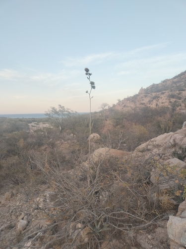 Image of Agave sobria by no rights reserved
