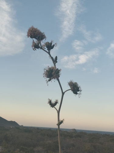 Image of Agave sobria by no rights reserved