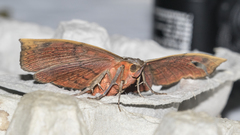 Hypopyra vespertilio