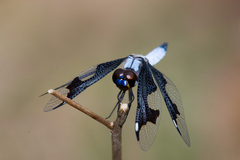 Palpopleura portia