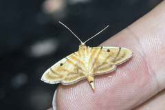 Notarcha tigrina