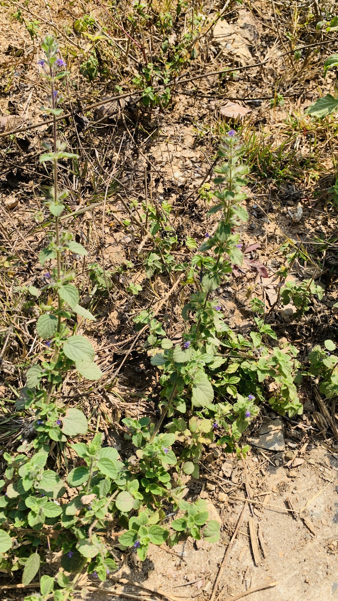 Mesosphaerum suaveolens — ảnh 2