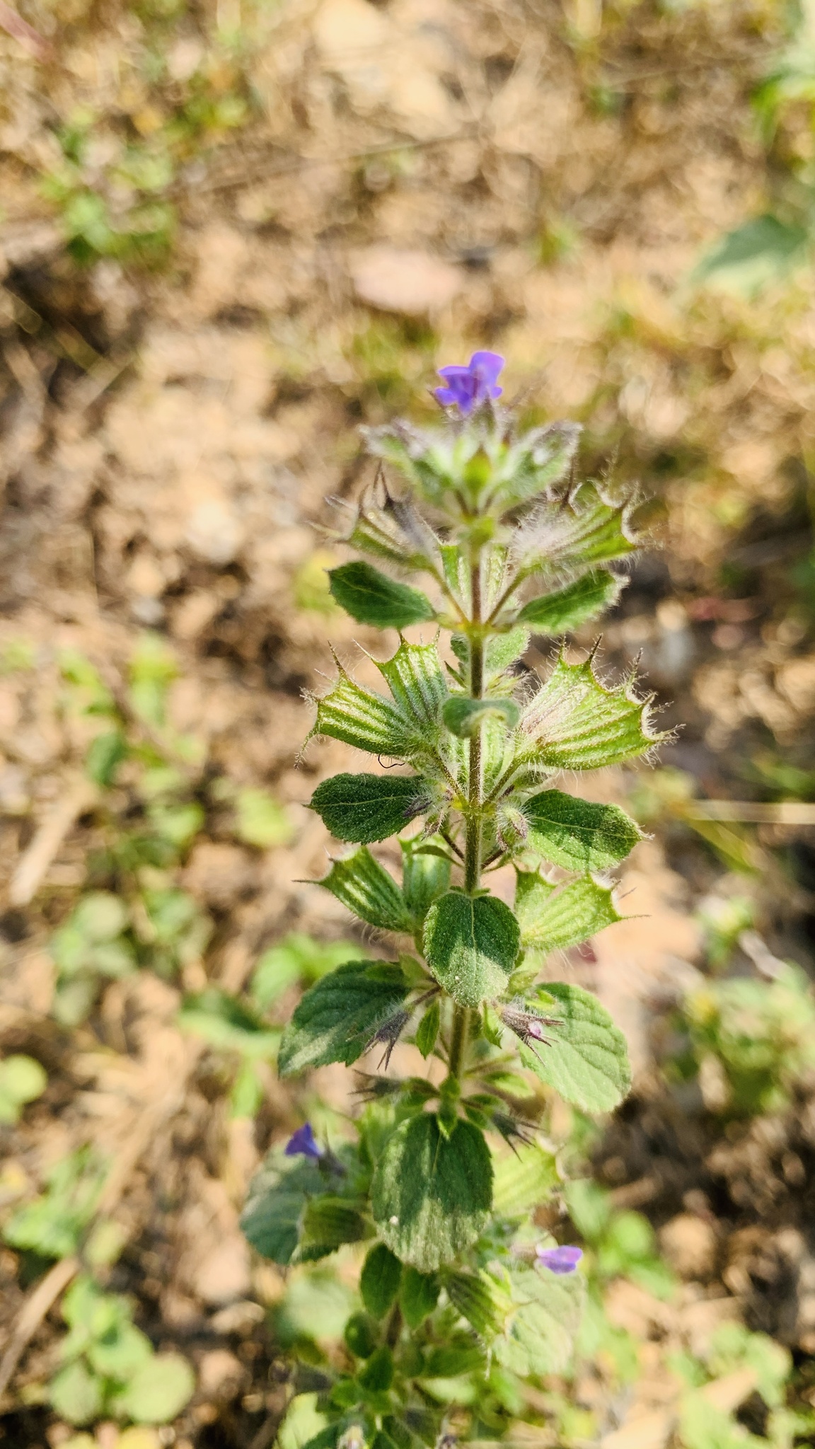 Mesosphaerum suaveolens — ảnh 3