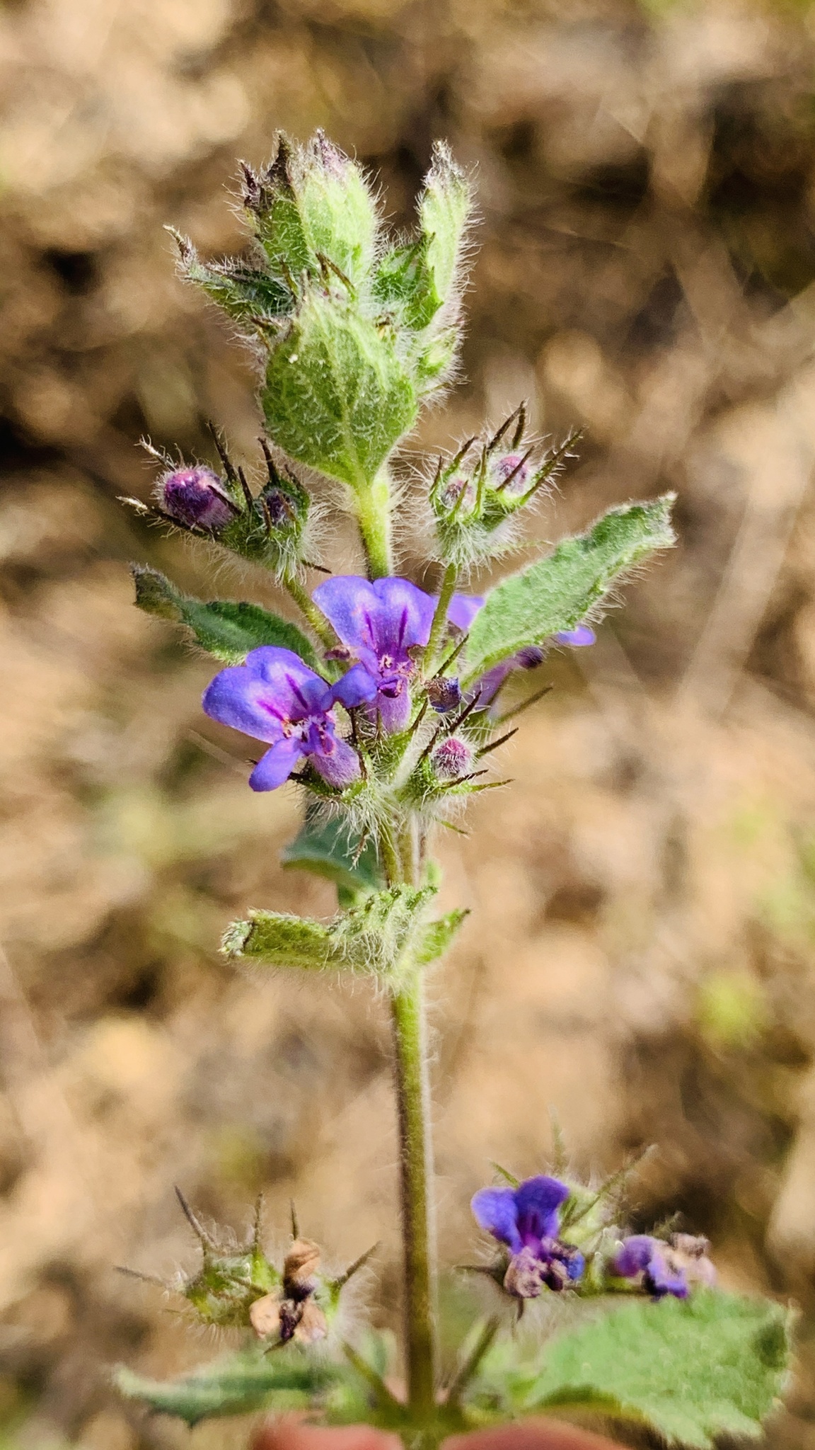 Mesosphaerum suaveolens (Mesosphaerum suaveolens)