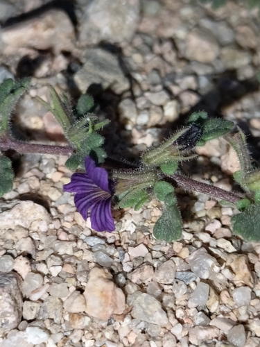 Image of Schistophragma polystachyum by no rights reserved