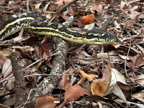 Coastal Carpet Python sighting