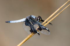 Palpopleura portia